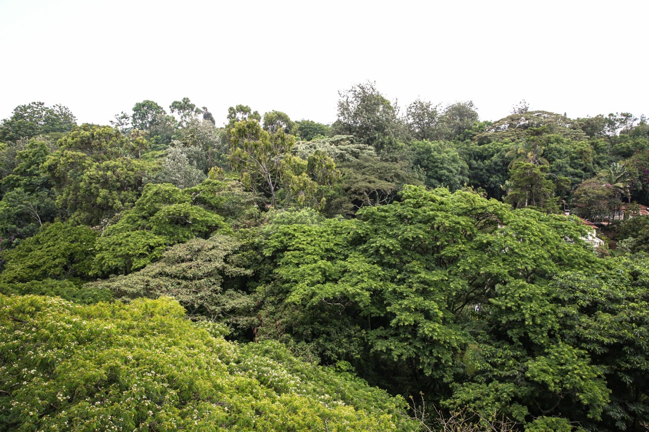 Modern 3 BR apartment to let with a forest view - Image 6